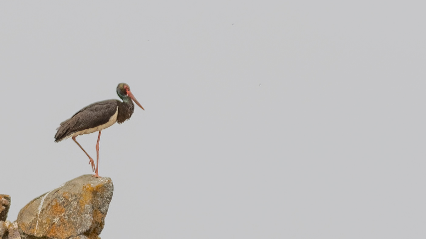 Black Stork